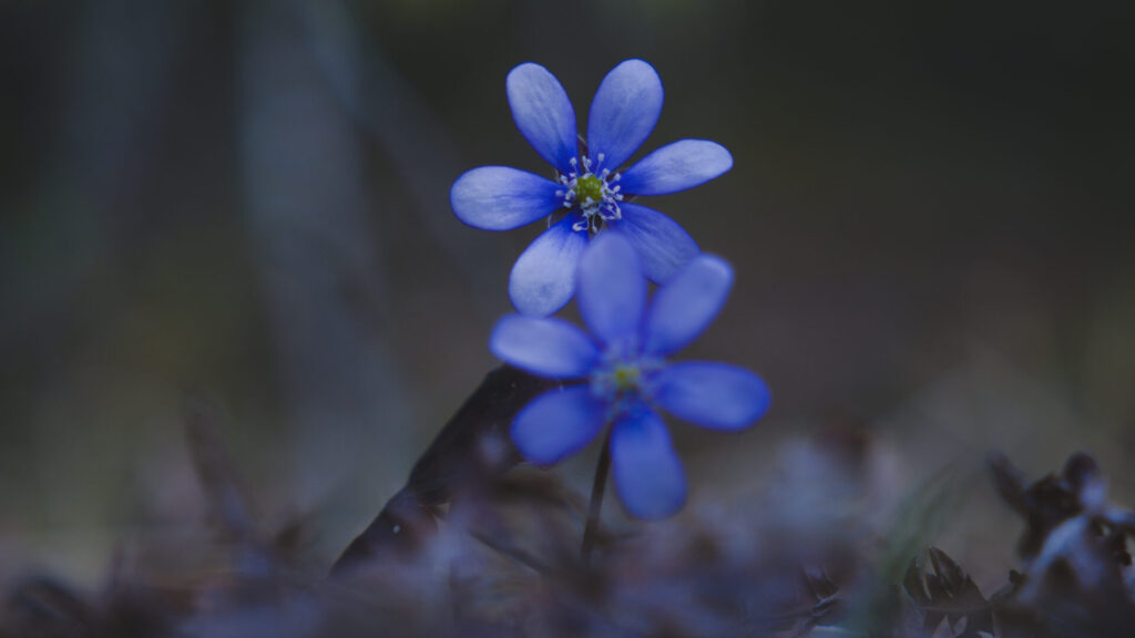 Leberblümchen in der Natur am Wegesrand. Farbe im Detail