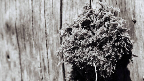 Natur durch die monochrome Brille